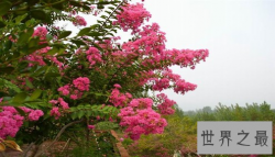 【图】世界上最怕痒的树 轻轻一碰就颤抖不已