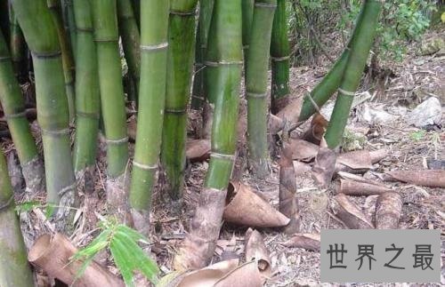 【图】你知道山中常见的竹子是树还是草吗