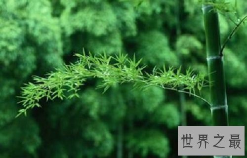 【图】你知道山中常见的竹子是树还是草吗