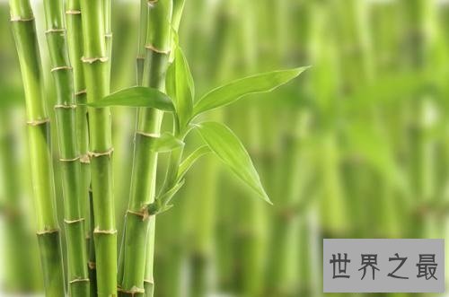 【图】你知道山中常见的竹子是树还是草吗