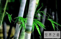 【图】你知道山中常见的竹子是树还是草吗