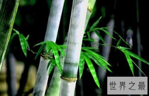 【图】你知道山中常见的竹子是树还是草吗