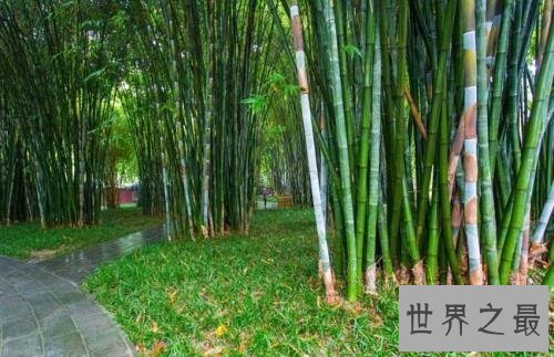 【图】你知道山中常见的竹子是树还是草吗