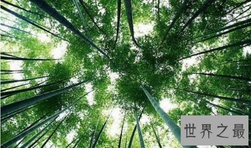 【图】你知道山中常见的竹子是树还是草吗