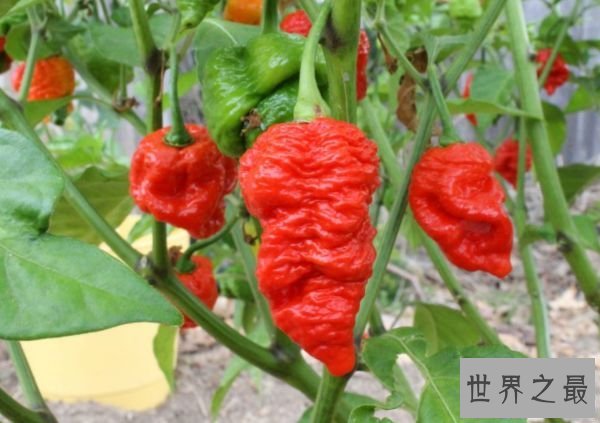 7 Pot Red