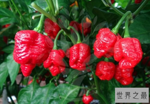 特立尼达莫鲁加蝎