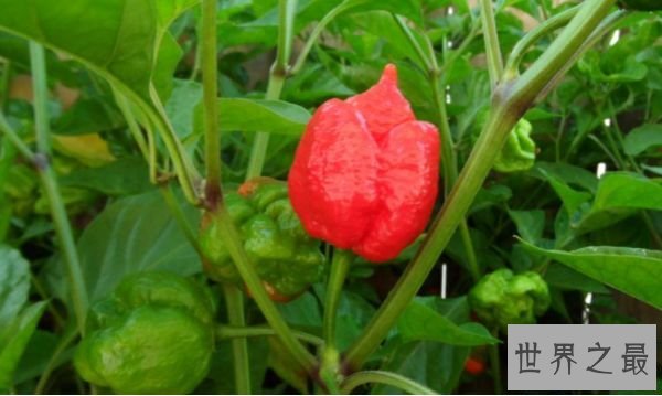 特立尼达蝎子布奇T