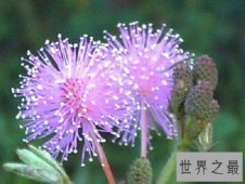 【图】哪些有毒的花 走在公园中要认清那些是有毒的