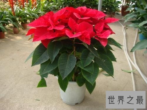 【图】哪些有毒的花 走在公园中要认清那些是有毒的