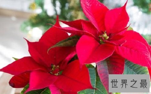 【图】哪些有毒的花 走在公园中要认清那些是有毒的