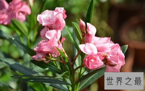 【图】哪些有毒的花 走在公园中要认清那些是有毒的