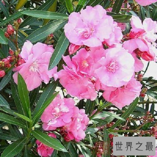 【图】哪些有毒的花 走在公园中要认清那些是有毒的