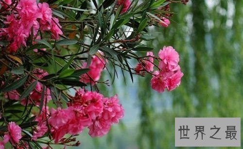 【图】哪些有毒的花 走在公园中要认清那些是有毒的