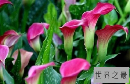 【图】哪些有毒的花 走在公园中要认清那些是有毒的