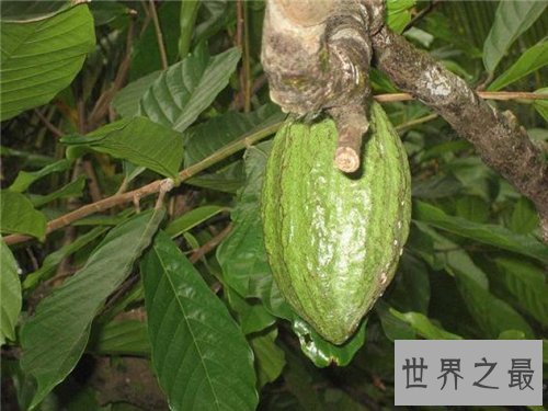 【图】箭毒木长什么样的 箭毒木的毒性危害大吗