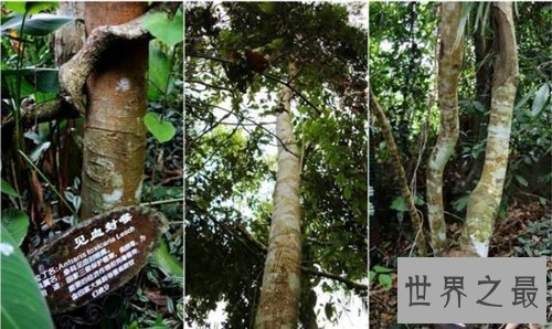 【图】箭毒木长什么样的 箭毒木的毒性危害大吗