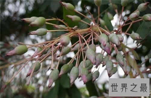 【图】箭毒木长什么样的 箭毒木的毒性危害大吗