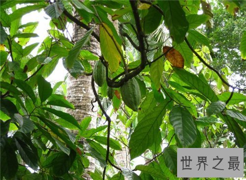 【图】箭毒木长什么样的 箭毒木的毒性危害大吗