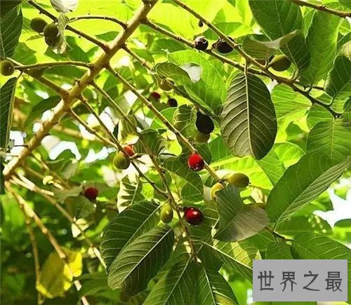 【图】箭毒木长什么样的 箭毒木的毒性危害大吗