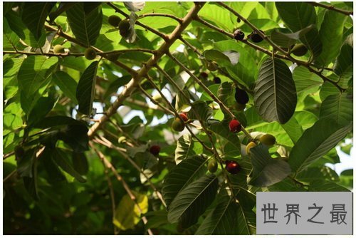 【图】箭毒木长什么样的 箭毒木的毒性危害大吗