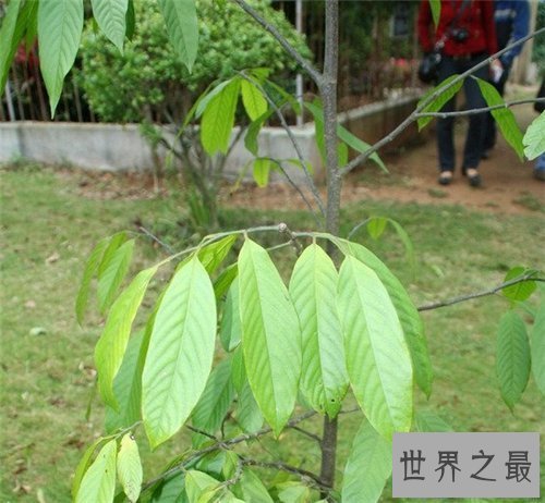 【图】箭毒木长什么样的 箭毒木的毒性危害大吗