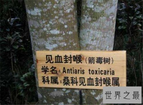 【图】箭毒木长什么样的 箭毒木的毒性危害大吗