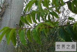 【图】箭毒木长什么样的 箭毒木的毒性危害大吗