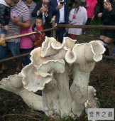 【图】世界上最大的蘑菇 100斤重的蘑菇真是长见识了！