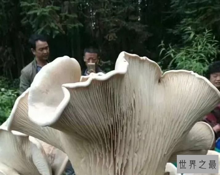 世界上最大的蘑菇 100斤重的蘑菇真是长见识了！