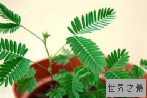 【图】家中常见的如此羞涩的含羞草有毒吗