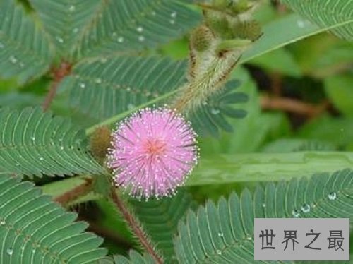 【图】家中常见的如此羞涩的含羞草有毒吗