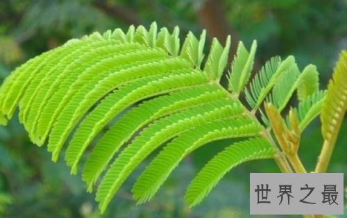 【图】家中常见的如此羞涩的含羞草有毒吗