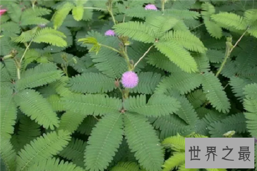 【图】家中常见的如此羞涩的含羞草有毒吗