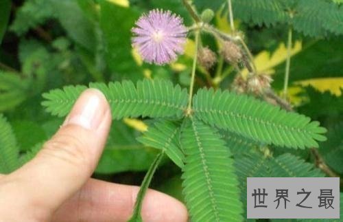 【图】家中常见的如此羞涩的含羞草有毒吗