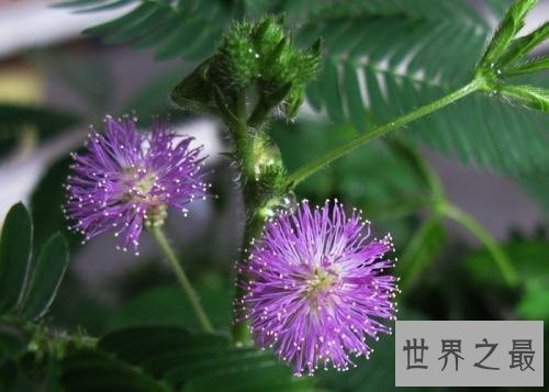 【图】家中常见的如此羞涩的含羞草有毒吗