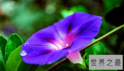 【图】世界上十大名字最优雅的植物 美的遗世独立让人