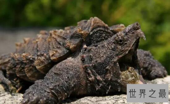 【图】世界上最大的水龟，真鳄龟(重107公斤/长1米)