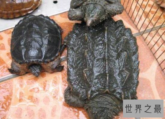 【图】世界上最大的水龟，真鳄龟(重107公斤/长1米)