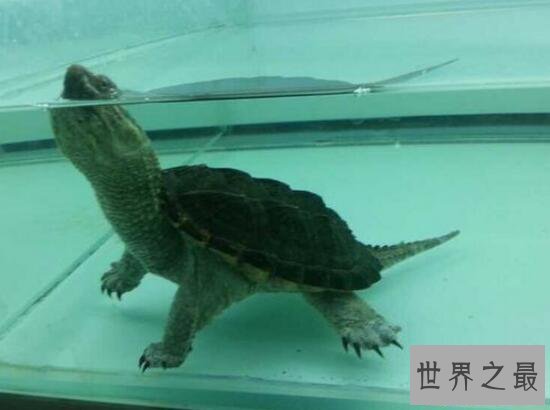 【图】世界上最大的水龟，真鳄龟(重107公斤/长1米)