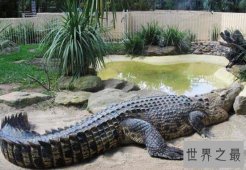 【图】世界上现存体型最大的鳄鱼，咸水鳄(长7m/重160