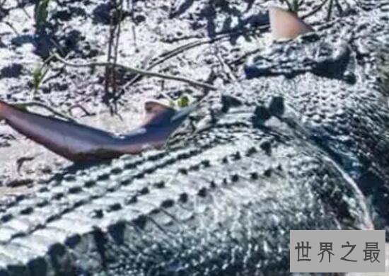【图】世界上现存体型最大的鳄鱼，咸水鳄(长7m/重160