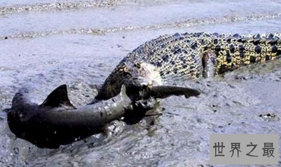 【图】世界上现存体型最大的鳄鱼，咸水鳄(长7m/重160