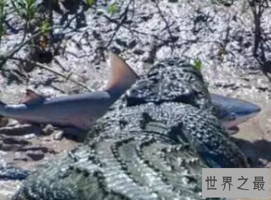 【图】世界上现存体型最大的鳄鱼，咸水鳄(长7m/重160
