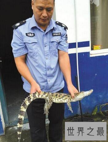 【图】世界上现存体型最大的鳄鱼，咸水鳄(长7m/重160