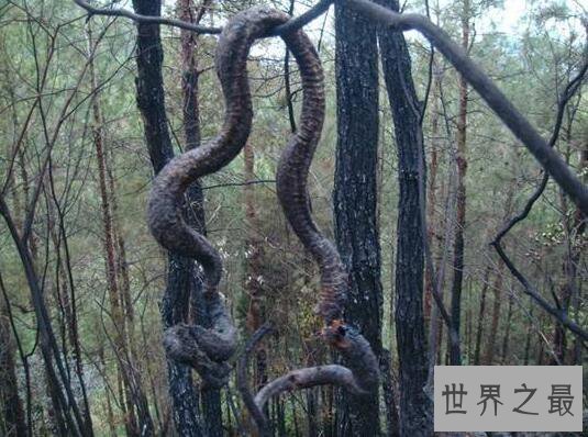 【图】世界上最大的蛇97米长，福州工地现成精巨蟒