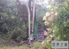 【图】世界上最大的蛇97米长，福州工地现成精巨蟒