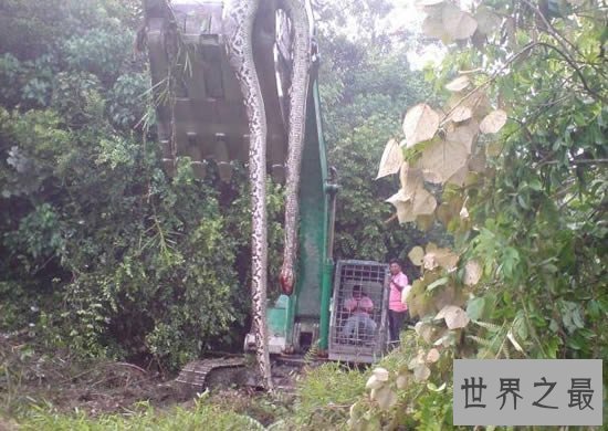 【图】世界上最大的蛇97米长，福州工地现成精巨蟒