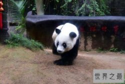【图】世界上最高寿熊猫，37岁的巴斯(相当于人的百岁