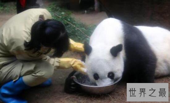 【图】世界上最高寿熊猫，37岁的巴斯(相当于人的百岁