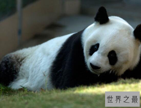【图】世界上最高寿熊猫，37岁的巴斯(相当于人的百岁